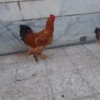 خروس برهما