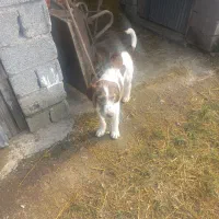 توله سگ شکاری موسمی نر