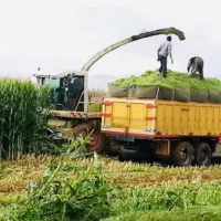 علوفه ذرت گاوداران