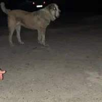 واگذاری آلابای اصیل|سگ|گلپایگان, |دیوار