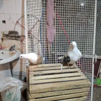 کبوتر|پرنده|صالح آباد, |دیوار