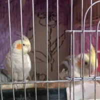 عروس هلندی بالغ و جوجه|پرنده|شیراز, آبیاری|دیوار