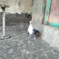 کلسفید|پرنده|قم, چهل اختران|دیوار