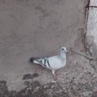 ماده سبز