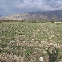 فروش باغ و زمین انارستان