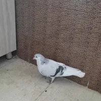 کبوتر یه کت