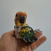 جوجه طوطی خورشیدی پشت زرد اصل