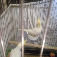 عروس هلندی