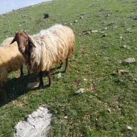 ۵عددشک ماده یک ساله یک عدد وران