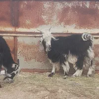 فروش ۳ عدد کهره نر چاق|حیوانات مزرعه|جنت, |دیوار