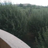 علف باغی یونجه دار بسته های بزرگ