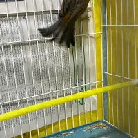 قناری|پرنده|رشت, سعدی (تختی)|دیوار