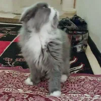دوعددگربه پرشین یک ساله
