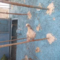 کفتر سرور دورگ شهرستانی|پرنده|کرج, پیشاهنگی|دیوار