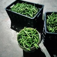 لوبیا سبز تازه چین|خوردنی و آشامیدنی|نوکنده, |دیوار