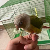 طوطی گرینچیک|پرنده|شهرکرد, |دیوار