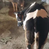 گاو و گوساله هلشتاین|حیوانات مزرعه|موچش, |دیوار