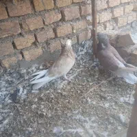 سلام کبوتر خوب