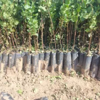 نهال پسته گلدانی ارسال از یزد هست|خدمات باغبانی و درختکاری|سروستان, |دیوار