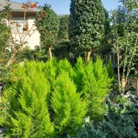 فروش یاس هلندی شمشاد لاوسون تویا لگستروم