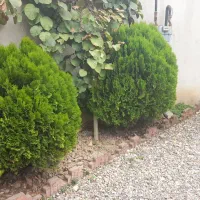 درخت سرو توپی سرحال|گل و گیاه طبیعی|رویان, |دیوار