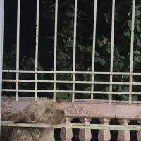 واگذاری نر و ماده باهم|سگ|گنبد کاووس, |دیوار