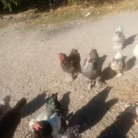 چندتا خروس برهما لایت فروشی|حیوانات مزرعه|مشگین شهر, |دیوار