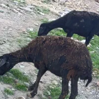 ۲ راس گوسفند جوان با قیمت