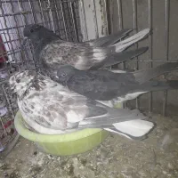 سلام تعدادی جوجه چپ آلبالویی گم کردم