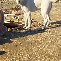 واگذاری سگ خراسانی ۹ ماهه ماده