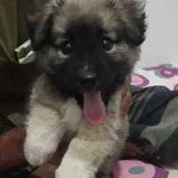 میکس توله اشتپیز پامر|سگ|هشتگرد, فاز ۱ مهستان|دیوار