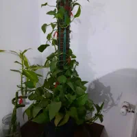 گیاه آپارتمانی