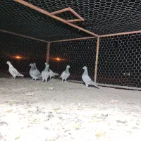 8عدد رنگ تاریک ،کفتر ،کبوتر