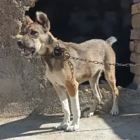 توله 5ماه