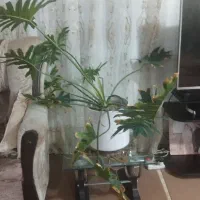 فروش گل طبیعی