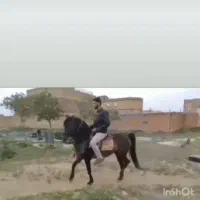 اسب عرب شناسنامه دار