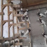 ۲۰عدد کفترطوقی|پرنده|شیراز, حجت آباد|دیوار