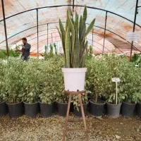 تولید سانسوریا|گل و گیاه طبیعی|اصفهان, زاجان|دیوار