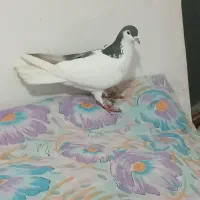 کبوتر چپ|پرنده|نیشابور, هفده شهریور|دیوار