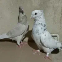 کبوتر|پرنده|تهران, سبلان (لشگر)|دیوار