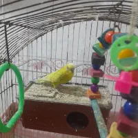 مرغ عشق نر|پرنده|خرمشهر, |دیوار