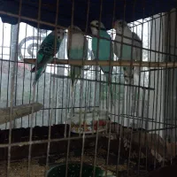 تعدادی مرغ مولد و عروس مولد و جوجه