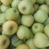 سیب سفید چیده شده درجه دو و ریز