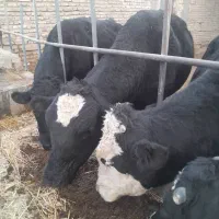 ۳ راس گوساله نر چاق|حیوانات مزرعه|تفت, |دیوار