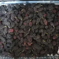 توت سیاه تازه