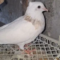 کبوتر رنگی کفتر درجه ۱|پرنده|عسلویه, |دیوار