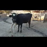 گاوسوئسی باگوساله نر نژاد هلشتاین