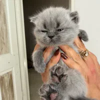 واگذاری گربه  اسکاتیش