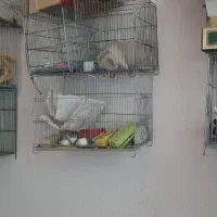 قفس پرنده
