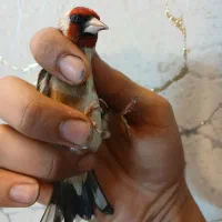 دو عدد سهره گردن کلفت|پرنده|ری, ولی آباد|دیوار